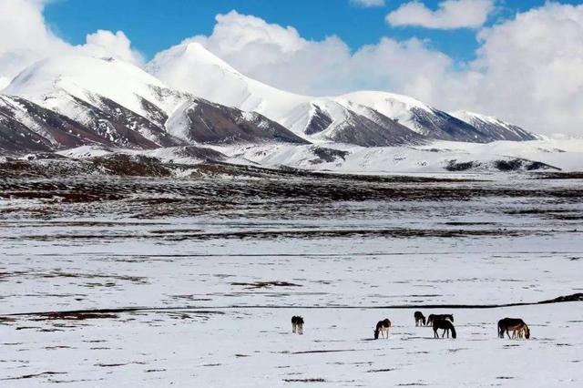 {娛樂城}(未经备案禁止前往可可西里旅游怎么办)